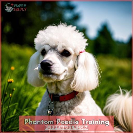 Phantom Poodle Training