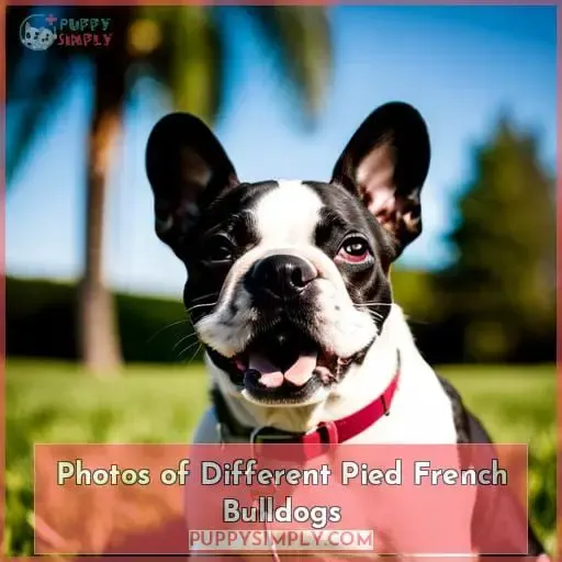 Photos of Different Pied French Bulldogs