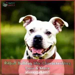 pitbull bulldog mix
