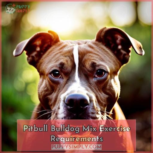 Pitbull Bulldog Mix Exercise Requirements