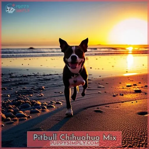 pitbull chihuahua mix
