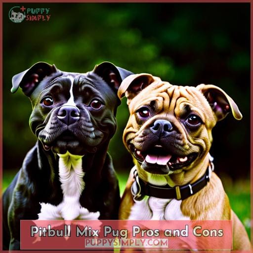 Pitbull Mix Pug Pros and Cons
