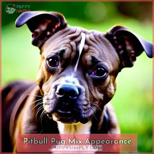 Pitbull Pug Mix Appearance