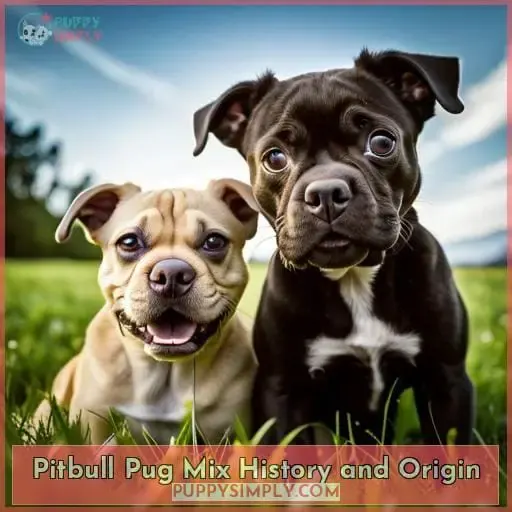 Pitbull Pug Mix History and Origin