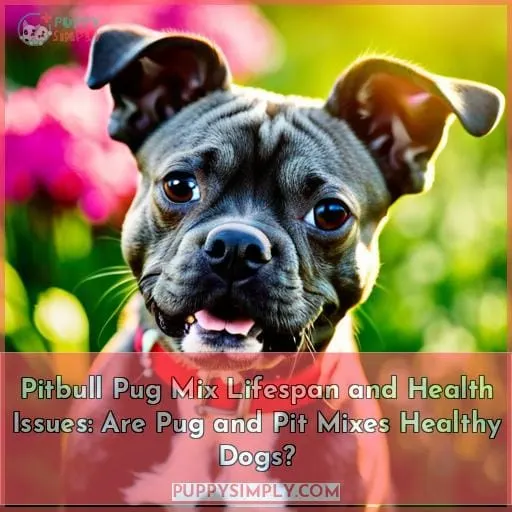 Pitbull Pug Mix Lifespan and Health Issues: Are Pug and Pit Mixes Healthy Dogs