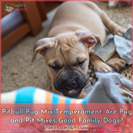 Pitbull Pug Mix Temperament: Are Pug and Pit Mixes Good Family Dogs
