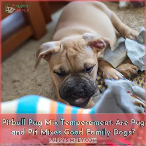 Pitbull Pug Mix Temperament: Are Pug and Pit Mixes Good Family Dogs