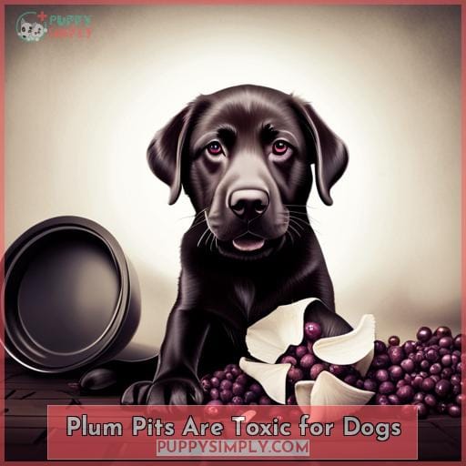 Plum Pits Are Toxic for Dogs
