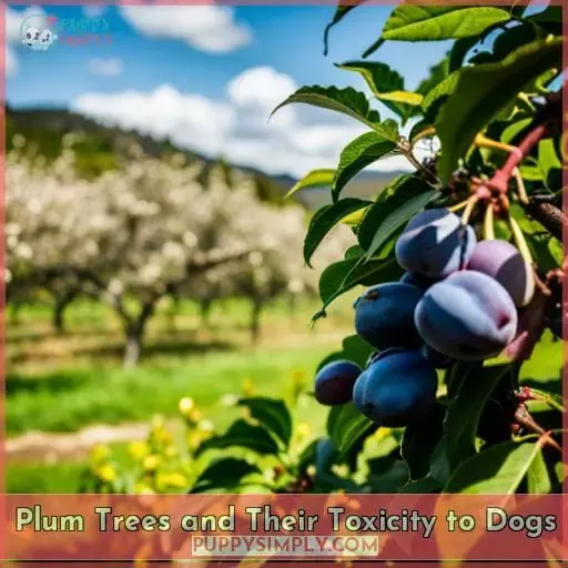 Plum Trees and Their Toxicity to Dogs