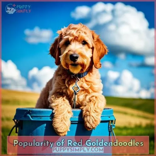 Popularity of Red Goldendoodles