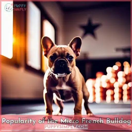 Popularity of the Micro French Bulldog