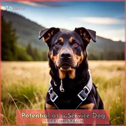 Potential as a Service Dog