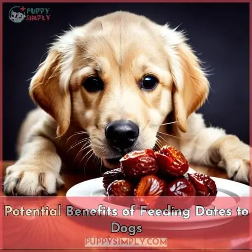Potential Benefits of Feeding Dates to Dogs