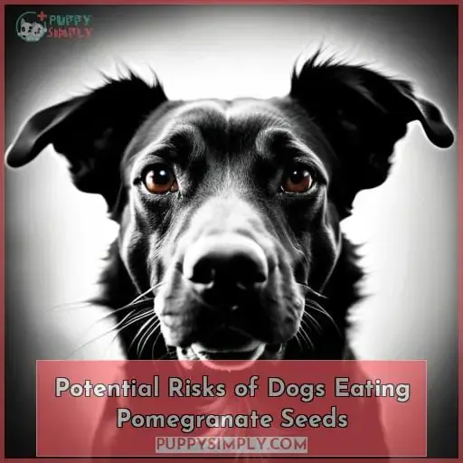 Potential Risks of Dogs Eating Pomegranate Seeds