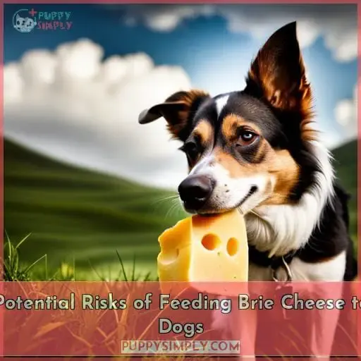 Potential Risks of Feeding Brie Cheese to Dogs