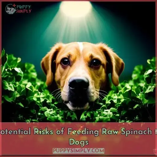 Potential Risks of Feeding Raw Spinach to Dogs