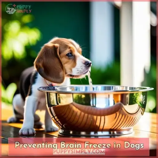 Preventing Brain Freeze in Dogs