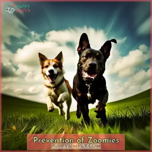 Prevention of Zoomies