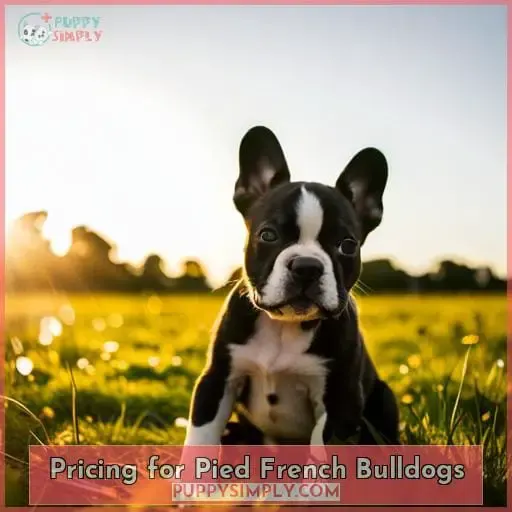 Pricing for Pied French Bulldogs