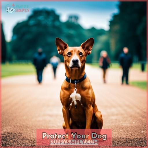 Protect Your Dog
