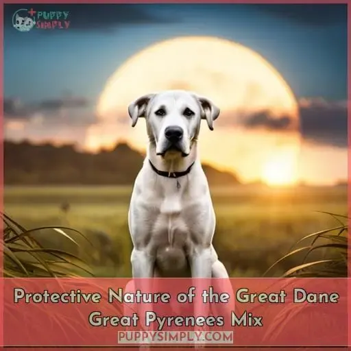 Protective Nature of the Great Dane Great Pyrenees Mix