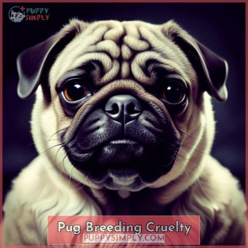 Pug Breeding Cruelty