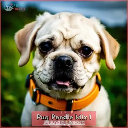 pug poodle mix 1