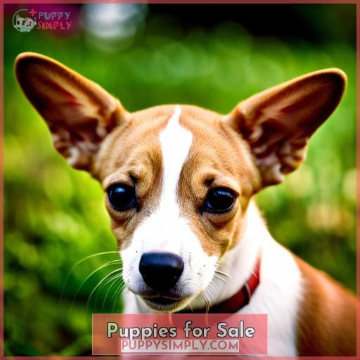 Puppies for Sale