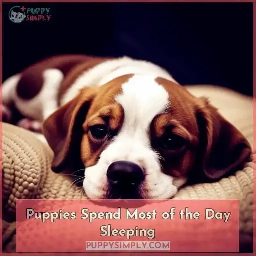 Puppies Spend Most of the Day Sleeping