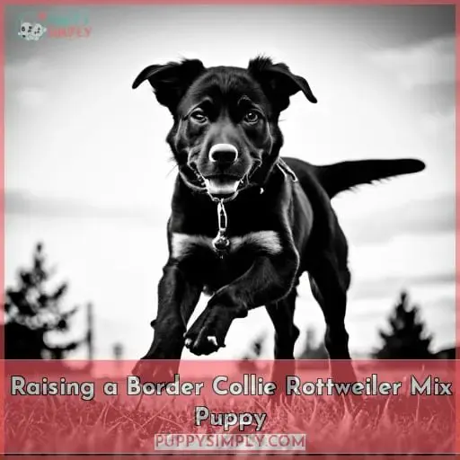Raising a Border Collie Rottweiler Mix Puppy