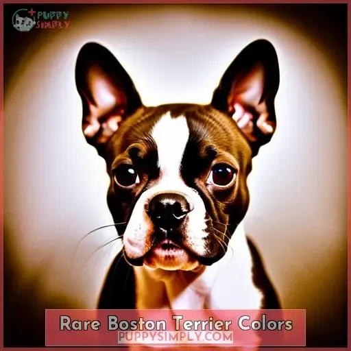 Rare Boston Terrier Colors
