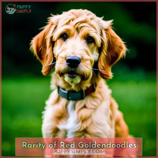 Rarity of Red Goldendoodles