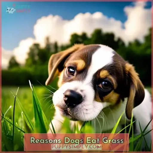 Reasons Dogs Eat Grass