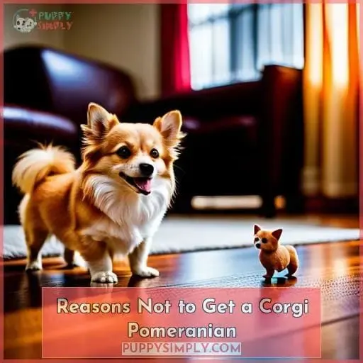 Reasons Not to Get a Corgi Pomeranian