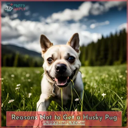 Reasons Not to Get a Husky Pug