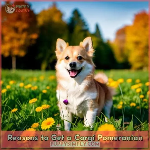 Reasons to Get a Corgi Pomeranian