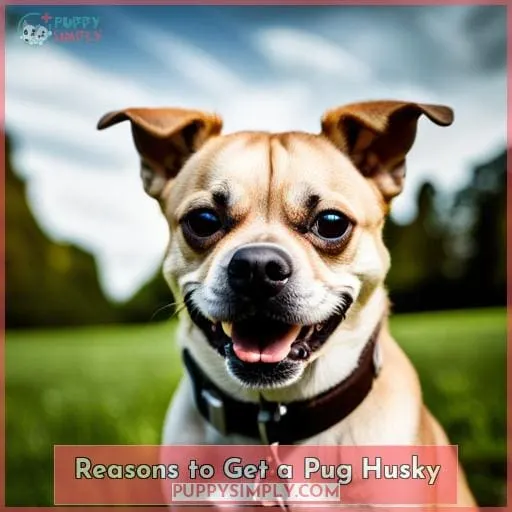 Reasons to Get a Pug Husky