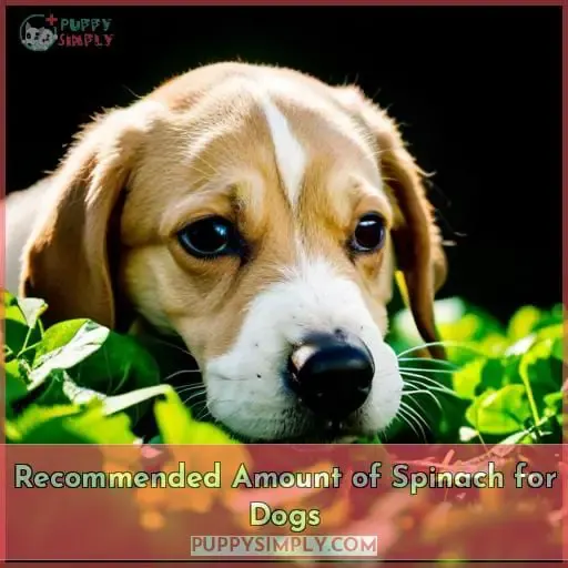 Recommended Amount of Spinach for Dogs