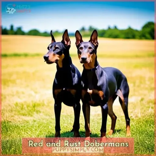 Red and Rust Dobermans