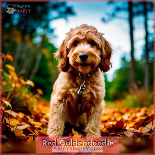 Bring Color to Your Life with a Red Goldendoodle