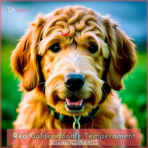 Red Goldendoodle Temperament
