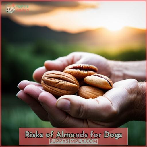 Risks of Almonds for Dogs