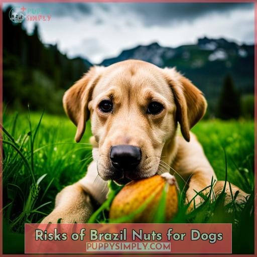 Risks of Brazil Nuts for Dogs