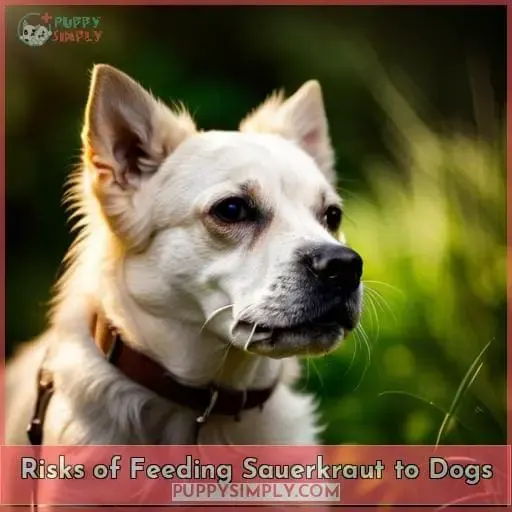 Risks of Feeding Sauerkraut to Dogs