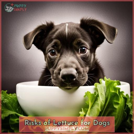 Risks of Lettuce for Dogs