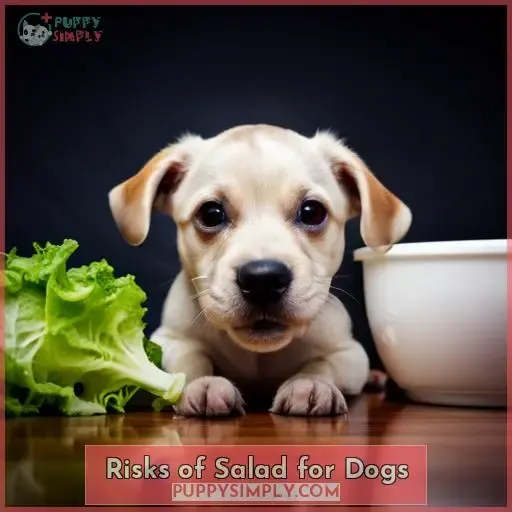 Risks of Salad for Dogs