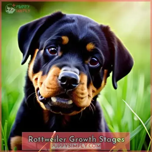 Rottweiler Growth Stages