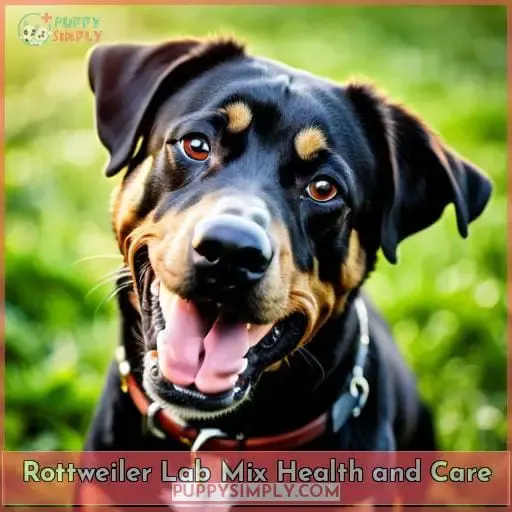 Rottweiler Lab Mix Health and Care
