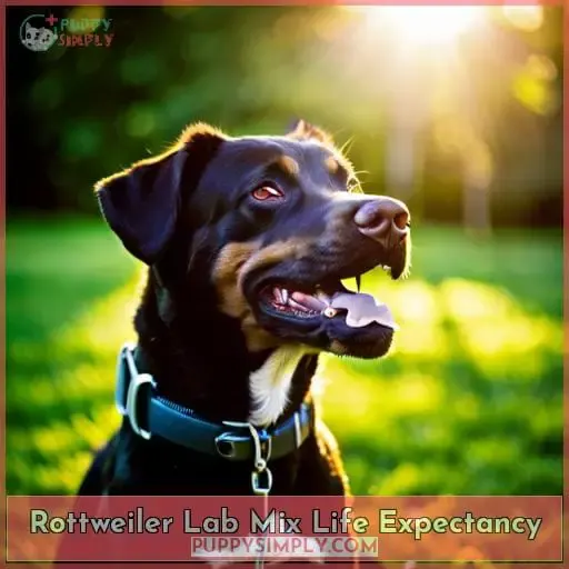 Rottweiler Lab Mix Life Expectancy