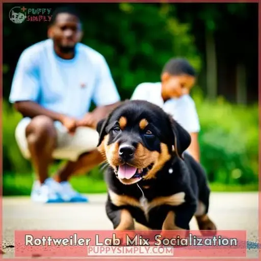 Rottweiler Lab Mix Socialization
